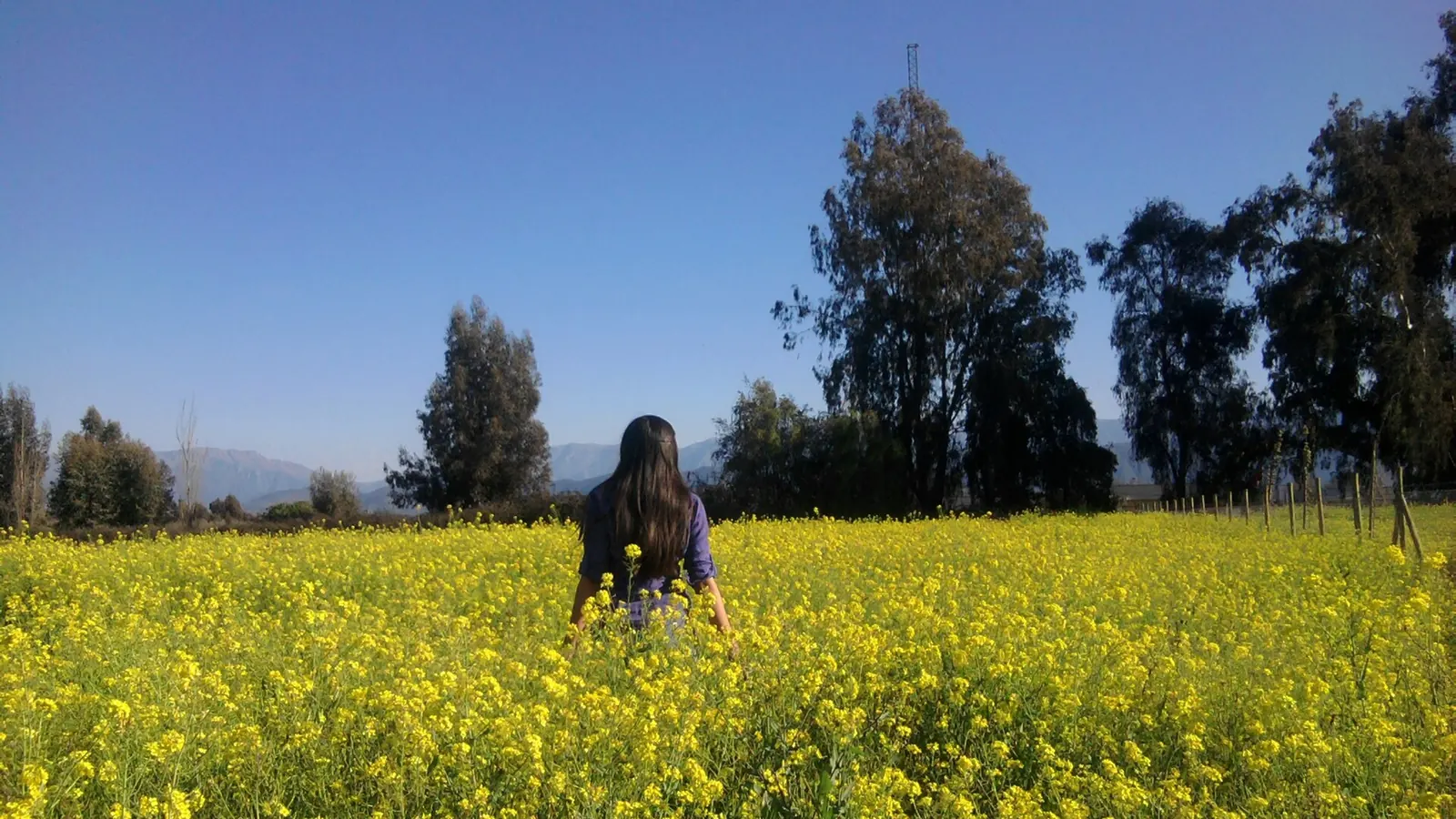 Campo de yuyos amarillos en Isla de Maipo, con la cordillera al fondo