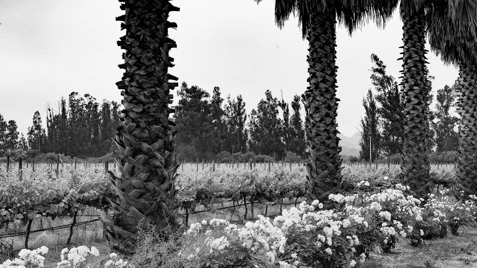 Hileras de viñas en el valle de Casablanca